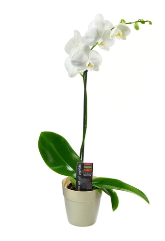 Prime Next Day DELIVERY - Live Plant Collection : White Orchid Plant in 5" Pot, Single Spike .Gift for Birthday, Sympathy, Anniversary, Thank You, Valentine, Mother’s Day Fresh Flowers