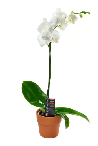 Prime Next Day DELIVERY - Live Plant Collection : White Orchid Plant in 5" Pot, Single Spike .Gift for Birthday, Sympathy, Anniversary, Thank You, Valentine, Mother’s Day Fresh Flowers