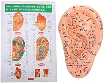 Human Ear Acupuncture Model, Professional Acupuncture Ear with Acupuncture Points Ear Massage Model for Home Use