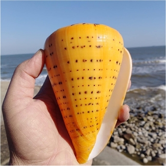 home decoration Aqumotic Like Corn Conch Yellow Big Shells Natural Screw 1pc Fish Aquarium Bathroom Decor Fun Feng Shui Lucky Tool Golden Decoration Full of texture ( Color : A Yellow , Size : About 1