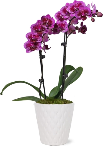 Just Add Ice JA5005 Purple Orchid in White Evi Ceramic Pottery, Live Indoor Plant, Long-Lasting Fresh Flowers, Easy to Grow Gift for Wife, Mom, Her, Elegant Home Décor Planter, 3" Diameter, 15" Tall