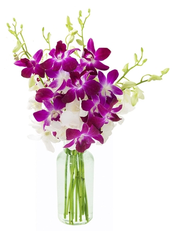 KaBloom PRIME NEXT DAY DELIVERY : Bouquet of Purple and White Orchid With Vase .Gift for Birthday, Sympathy, Anniversary, Get Well, Thank You, Valentine, Mother’s Day Fresh