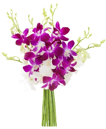Prime Next Day DELIVERY - National Collection Exotic Opal Orchid Bouquet of Purple and White Orchids.Gift for Birthday, Anniversary, Thank You, Valentine, Mother’s Day Fresh Flowers
