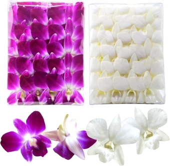 Miami Fresh Orchid Flower OrchidClubUSA   Loose Bloom DIY Lei food drink decoration 50/50 PAIR (Purple + White)
