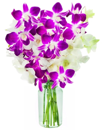PRIME NEXT DAY DELIVERY - Exotic Opal Orchid Bouquet of Purple and White Orchids with Vase.Gift for Birthday, Sympathy, Anniversary, Get Well, Thank You, Valentine, Mother’s Day Fresh Flowers
