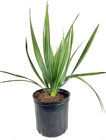 Sabal Minor - Dwarf Blue Stem Palmetto Palm - Live Plant in a 10 Inch Growers Pot - Native Ornamental Palms from Florida